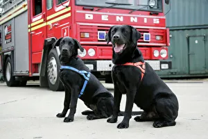Dog - Black Labradors by Fire Engine Dog - Black Labradors by Fire Engine