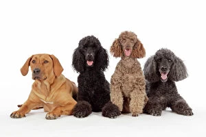 Four Collection: DOG. Black poodle, grey poodle, brown miniature poodle and dog