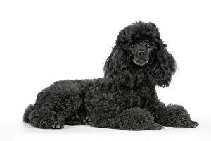 Utility Breeds Collection: Dog. Black poodle laying down