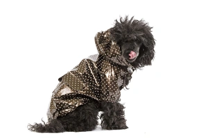 Dog - black Poodle weariny shiny jacket in studio Dog - black Poodle weariny shiny jacket in studio