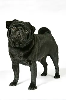 <b class=qtipBold><figcaption>DOG. Black pug</figcaption></b><br>JD-19287 DOG. Black pug Also known as Carlin or Mops John Daniels Please note that prints are for personal display purposes only and may not be reproduced in any way.<br><em>© John Daniels/ardea.com</em> DOG. Black pug