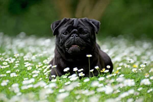 Dog - Black Pug in daisies