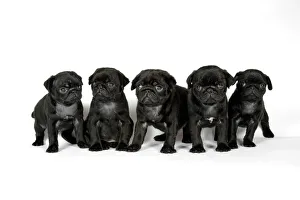 DOG. Five black pug puppies (6 weeks old) DOG. Five black pug puppies (6 weeks old)