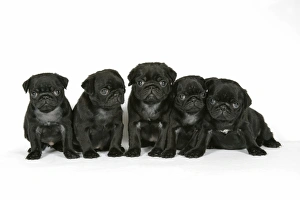 DOG. Five black pug puppies (6 weeks old)