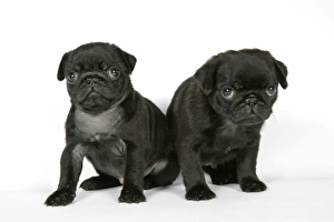 DOG. Two black pug puppies (6 weeks old) DOG. Two black pug puppies (6 weeks old)
