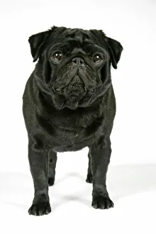 <b class=qtipBold><figcaption>DOG. Black pug puppy</figcaption></b><br>JD-19276 DOG. Black pug puppy Also known as Carlin or Mops John Daniels Please note that prints are for personal display purposes only and may not be reproduced in any way.<br><em>© John Daniels/ardea.com</em> DOG. Black pug puppy