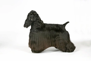 DOG. Black and tan American cocker spaniel DOG. Black and tan American cocker spaniel