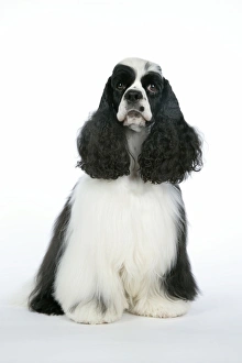 DOG. Black and white American cocker spaniel DOG. Black and white American cocker spaniel