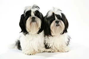 Utility Breeds Collection: Dog - Black and White Shih Tzu puppies