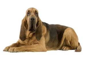 Images Dated 13th March 2006: Dog - Bloodhound. Also known as St Hubert Hound