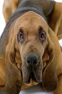 Dog - Bloodhound / St Hubert Hound - lying down Dog - Bloodhound / St Hubert Hound - lying down