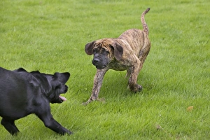 Dog - Boerboel - puppy playing with Black Labrador in garden Dog - Boerboel - puppy playing with Black Labrador in garden
