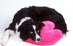 Black And White Gallery: DOG - Border Collie looking sad with head on heart cushion