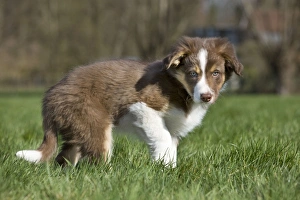 Dog Border Collie pup Dog Border Collie pup