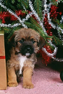 DOG - Border Terrier under Christmas tree