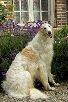DOG - Borzoi / Russian Wolfhound DOG - Borzoi / Russian Wolfhound