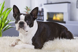 <b class=qtipBold><figcaption>Dog - Boston Terrier</figcaption></b><br><em>© J. M. Labat / ardea.com</em> Dog - Boston Terrier