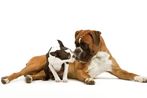 Friends Collection: Dog - Boston Terrier and Boxer sniffing each other in studio