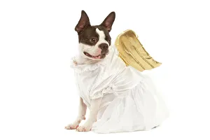 Dog - Boston Terrier dressed up in angel outfit Dog - Boston Terrier dressed up in angel outfit