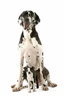 Tender Gallery: Dog - Boston Terrier - with Great Dane