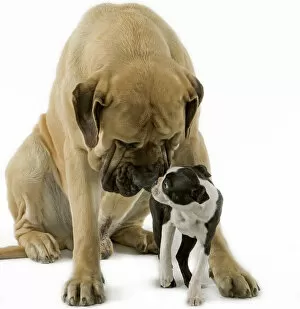 Size Collection: Dog - Boston Terrier - with Mastiff Dog