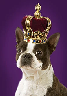 Dog - Boston Terrier portrait, wearing a crown