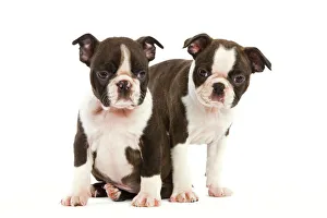 Dog - Two Boston Terrier puppies in studio Dog - Two Boston Terrier puppies in studio