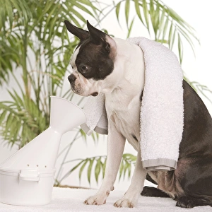 Dog - Boston Terrier - receiving steam therapy pet pampering Dog - Boston Terrier - receiving steam therapy pet pampering