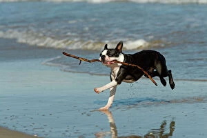 Images Dated 17th July 2007: Dog - Boston Terrier running in sea with stick
