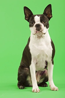 Dog - Boston Terrier in studio with green background Dog - Boston Terrier in studio with green background
