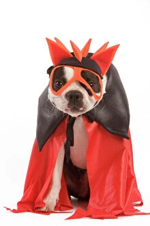 Halloween Collection: Dog - Boston Terrier wearing fancy dress / superhero costume