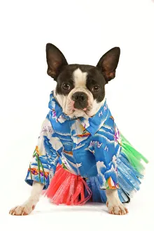 Dog - Boston Terrier wearing Hawaii shirt and skirt Dog - Boston Terrier wearing Hawaii shirt and skirt