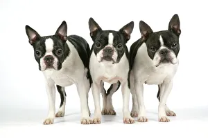 Dog - Boston Terriers. 3 Standing together Dog - Boston Terriers. 3 Standing together