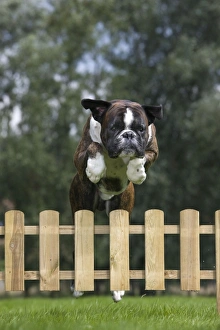 Dog - Boxer - jumping over fence in garden Dog - Boxer - jumping over fence in garden