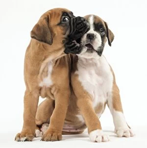 Dog Boxer puppies