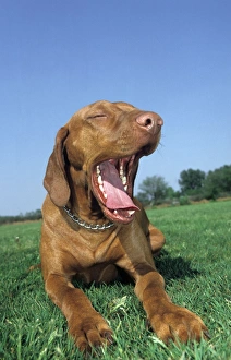 Dog - Bracco Italiano / Italian Pointer lying down in grass and yawning Dog - Bracco Italiano / Italian Pointer lying down in grass and yawning