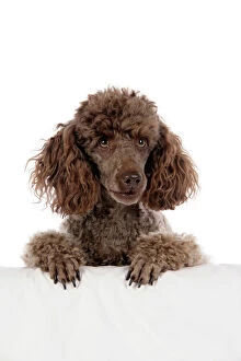 Images Dated 30th July 2007: DOG. Brown miniature poodle with paws over ledge