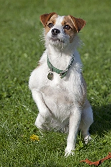 Dog - Brown and White Terrier - sitting in field holding up paw Dog - Brown and White Terrier - sitting in field holding up paw