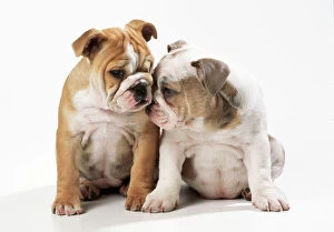 DOG - two Bulldog puppies, sitting, touching faces, studio shot