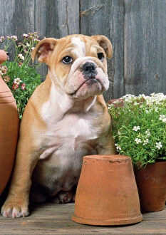 DOG - Bulldog sitting with flower pots
