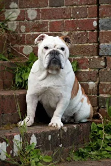 <b class=qtipBold><figcaption>DOG - Bulldog - sitting on steps</figcaption></b><br>JD-23567 DOG - Bulldog - sitting on steps ALSO KNOWN AS ENGLISH BULLDOG John Daniels <br><em>© ¬ John Daniels / ardea.com</em> DOG - Bulldog - sitting on steps