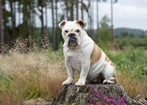 <b class=qtipBold><figcaption>DOG - Bulldog on tree stump</figcaption></b><br>JD-22889 DOG - Bulldog on tree stump John Daniels <br><em>© ¬ John Daniels / ardea.com</em> DOG - Bulldog on tree stump
