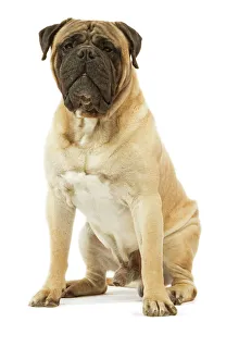 Dog - Bullmastiff sitting in studio Dog - Bullmastiff sitting in studio