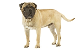 Dog - Bullmastiff standing in studio Dog - Bullmastiff standing in studio