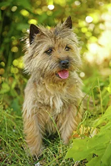 <b class=qtipBold><figcaption>Dog - Cairn Terrier</figcaption></b><br>LA-1535 Dog - Cairn Terrier Jean Michel Labat Please note that prints are for personal display purposes only and may not be reproduced in any way.<br><em>© J. M. Labat / ardea.com</em> Dog - Cairn Terrier