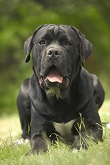 DOG - Cane Corso / Italian Mastiff