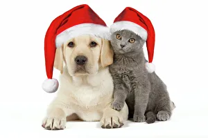 Dog and Cat - Yellow Labrador puppy with Chartreux kitten both wearing Christmas hats Dog and Cat - Yellow Labrador puppy with Chartreux kitten both wearing Christmas hats
