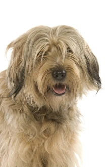 Dog - Catalan Sheepdog in studio Dog - Catalan Sheepdog in studio