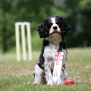 Dog - Cavalier King Charles spaniel with cricket bat and ball Dog - Cavalier King Charles spaniel with cricket bat and ball