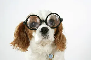 Dog - Cavalier King Charles Spaniel wearing joke magnifying glasses Dog - Cavalier King Charles Spaniel wearing joke magnifying glasses